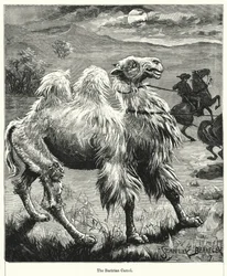 Baktrian kameli